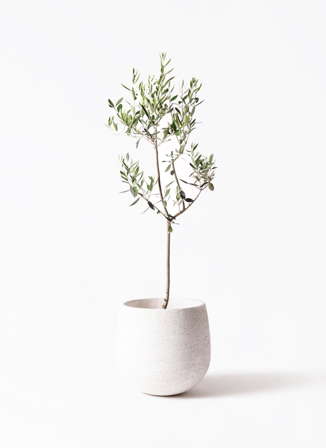 観葉植物 オリーブの木 8号 カラマタ プラスチック鉢 / 小倉園 | 観葉