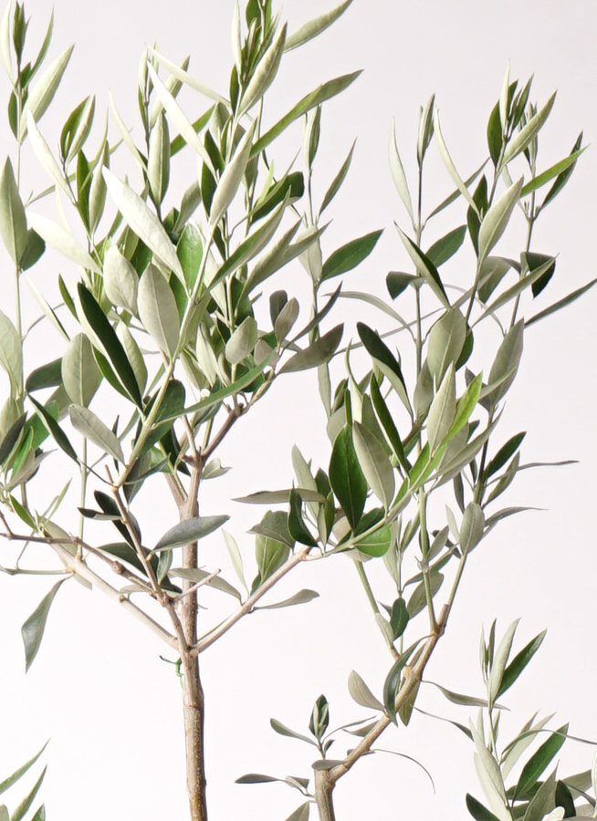 観葉植物 オリーブの木 8号 カラマタ フォレストトール ブラック 付き