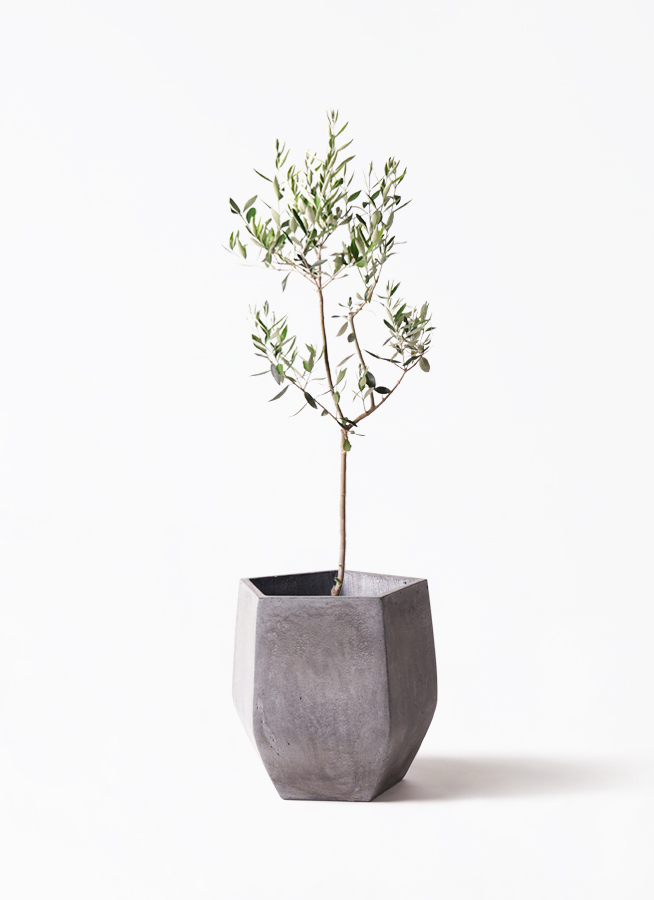 オリーブの木 カラマタ | 観葉植物通販HitoHana(ひとはな)