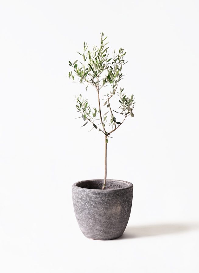 オリーブの木 カラマタ | 観葉植物通販HitoHana(ひとはな)