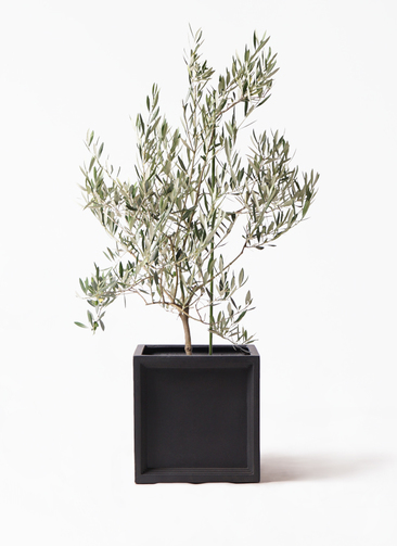 観葉ふーらん adidas ZX 8000 “Hanami” Pack Celebrates Japan and Germany's