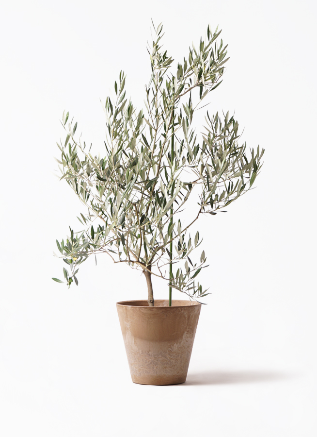 観葉植物 オリーブの木 8号 オヒブランカ アートストーン ラウンド