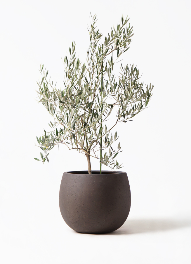 オリーブの木 オヒブランカ | 観葉植物 | 送料無料でお届け - Hitohana