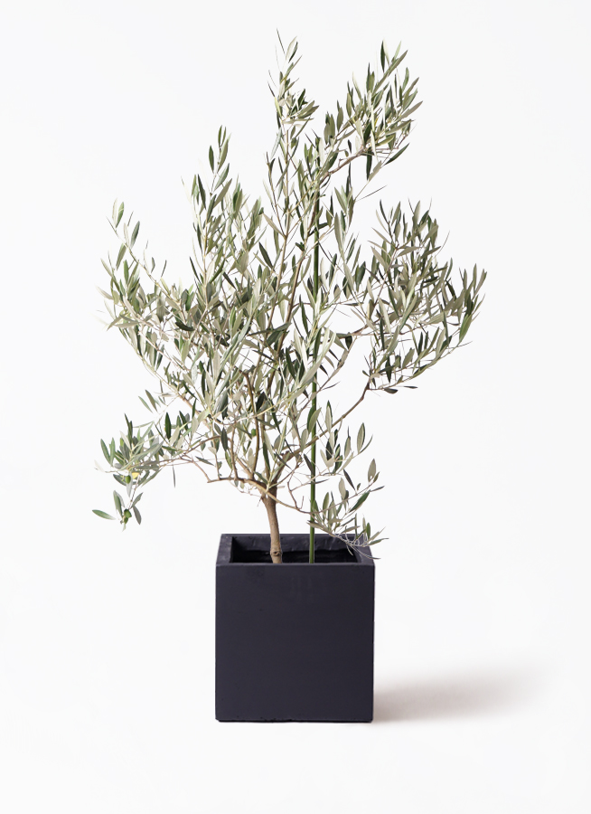観葉植物 オリーブの木 8号 オヒブランカ ベータ キューブプランター