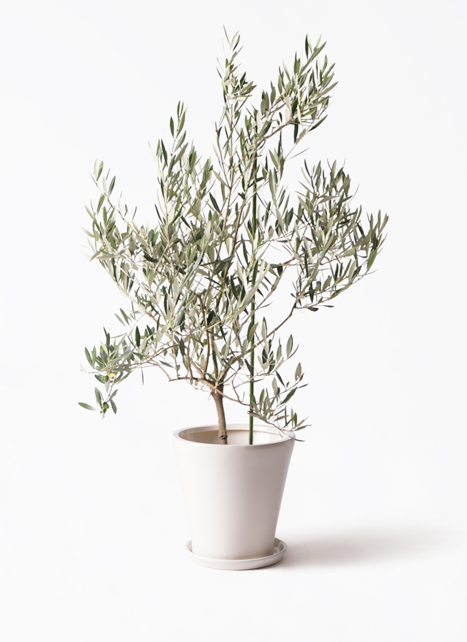 観葉植物 オリーブの木 8号 オヒブランカ ブリティッシュ 観葉植物 オリーブの木 8号 オヒブランカ ブリティッシュ
