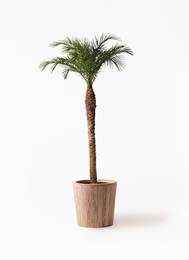 観葉植物 フェニックスロベレニー 10号 ウッドプランター 付き | 観葉