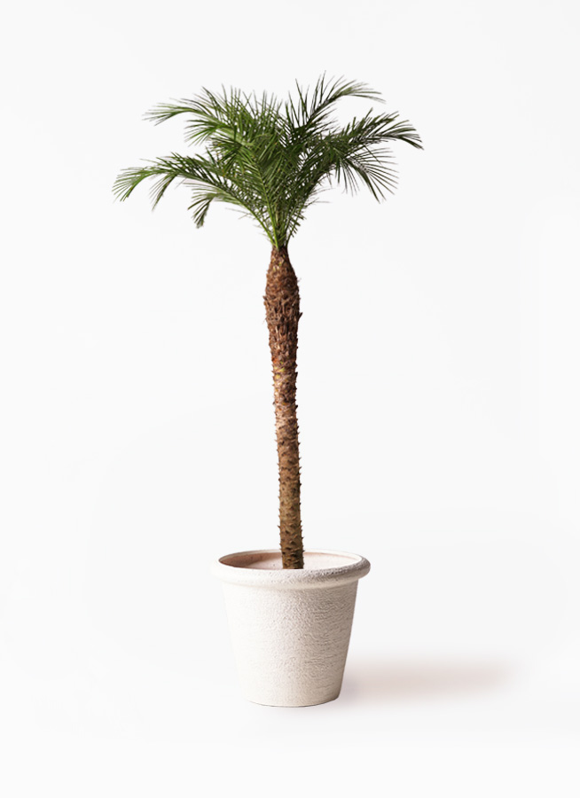 観葉植物 フェニックスロベレニー 10号 セドナロング 墨 付き | 観葉