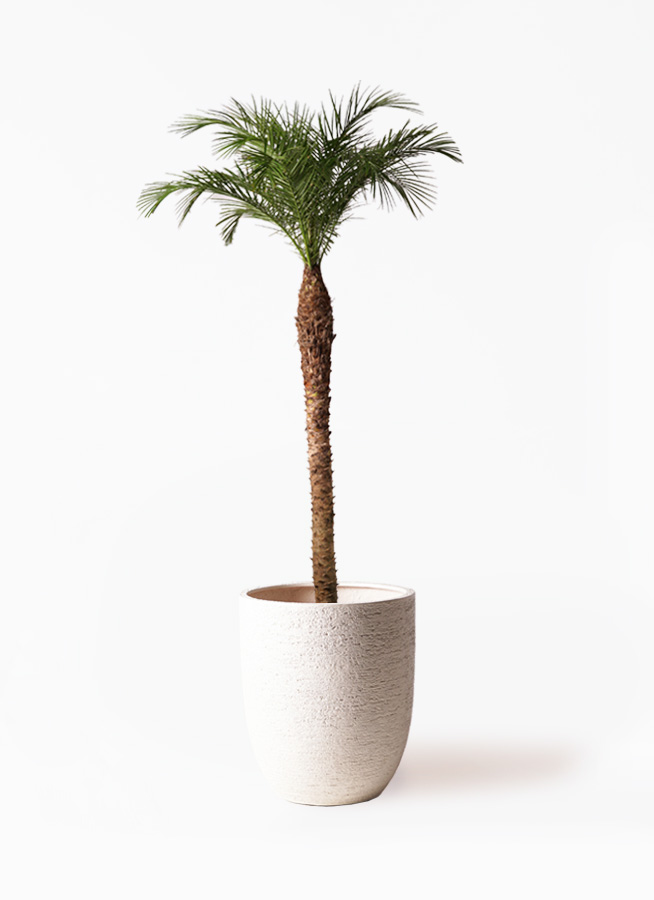 u*1様 フェニックス・ロベレニー 【3本立 】鉢植え 南国リゾート風 観葉植物 u*1様 フェニックス・ロベレニー 【3本立 】鉢植え 南国リゾート