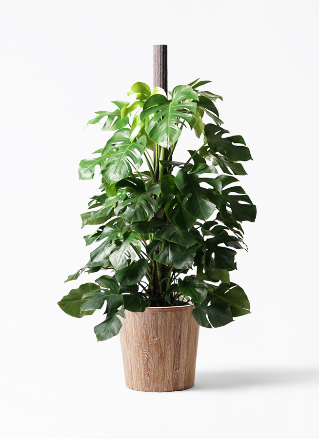 観葉植物 モンステラ 10号 ヘゴ柱 ウッドプランター 付き | 観葉植物