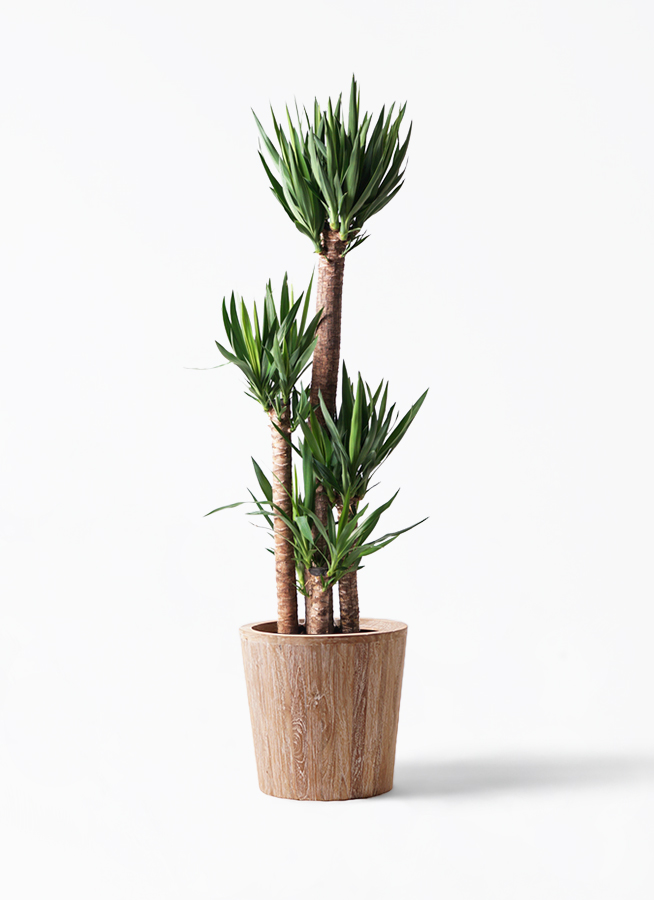 観葉植物 ユッカ 10号 ノーマル ウッドプランター 付き | 観葉植物なら