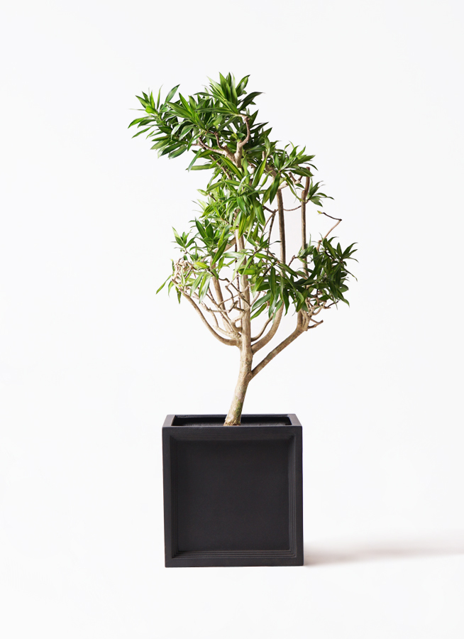 ドラセナ ソング オブ ジャマイカ | 観葉植物 | インテリアやギフトに