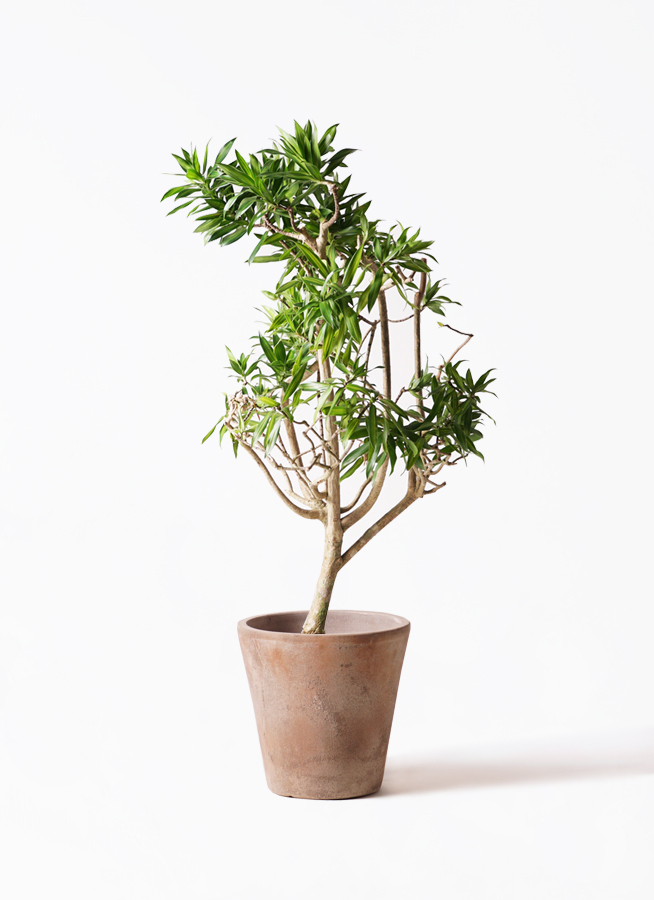 ドラセナ ソング オブ ジャマイカ | 観葉植物 | インテリアやギフトに