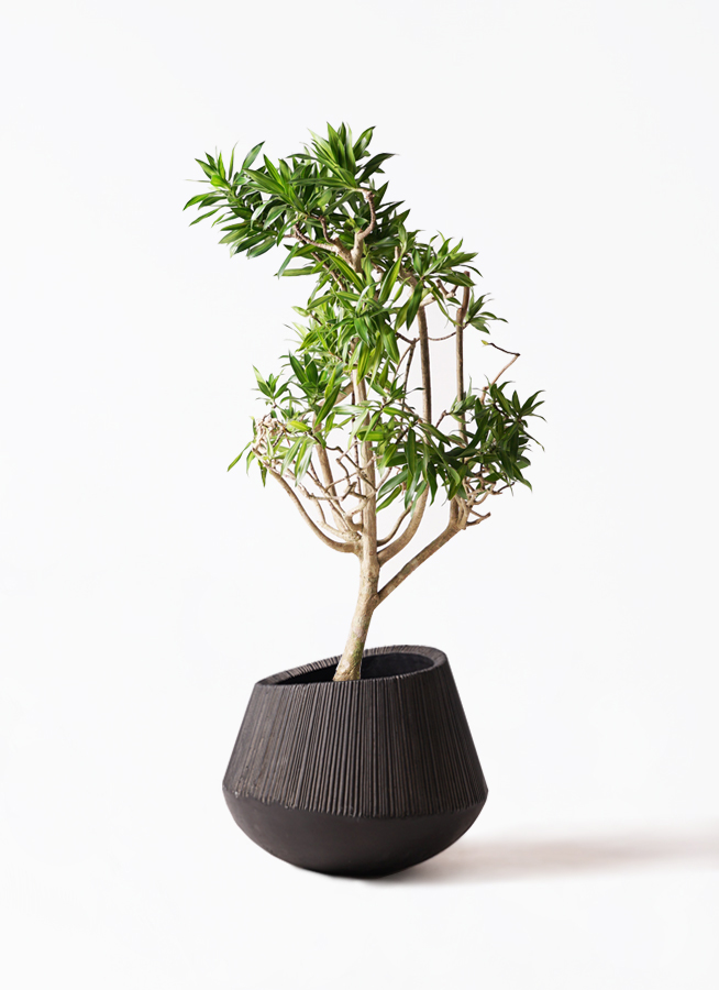 ドラセナ ソングオブジャマイカ