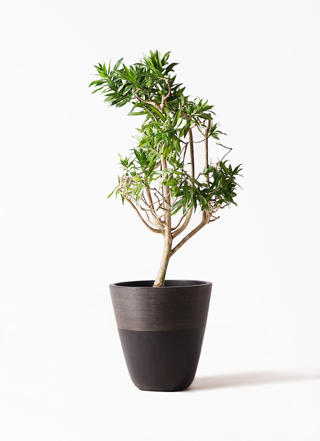 ドラセナ ソング オブ ジャマイカ 8号 | 観葉植物 | インテリアや