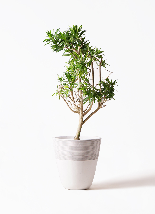 ドラセナ ソング オブ ジャマイカ | 観葉植物 | インテリアやギフトに