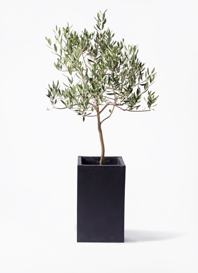 オリーブの木 ハーディーズマンモス | 観葉植物 | 送料無料でお届け