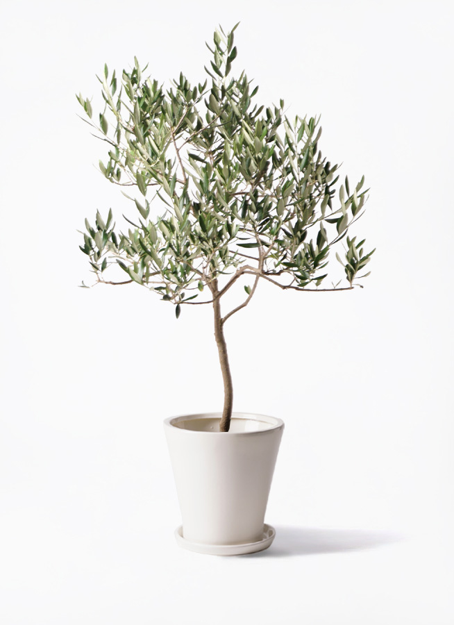 オリーブの木 ハーディーズマンモス | 観葉植物 | 送料無料でお届け
