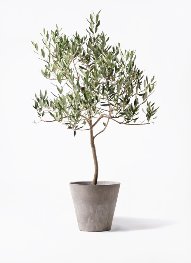 【現品】オリーブの古木　ハーディーズマンモス　ギリシャ原産　8号　Gか番 観葉植物 オリーブの木 8号 ハーディーズマンモス アート