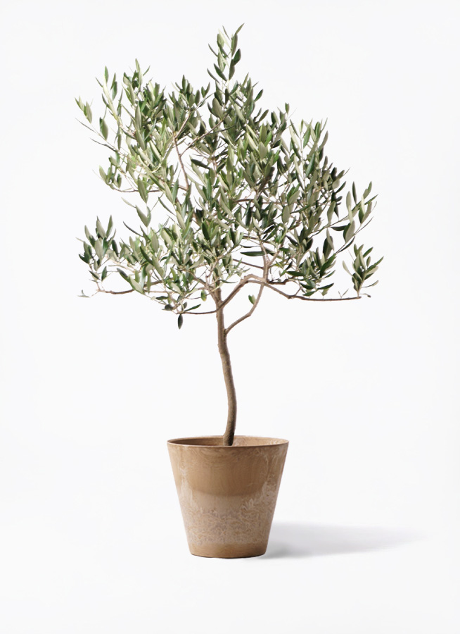 オリーブの木　ハーディーズマンモス　7号　約100cm　K-304　希少　現品 観葉植物 オリーブの木 8号 ハーディーズマンモス アートストーン
