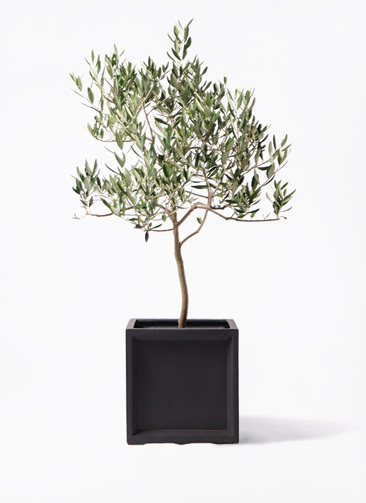 観葉植物 オリーブの木 8号 ハーディーズマンモス ブリティッシュ