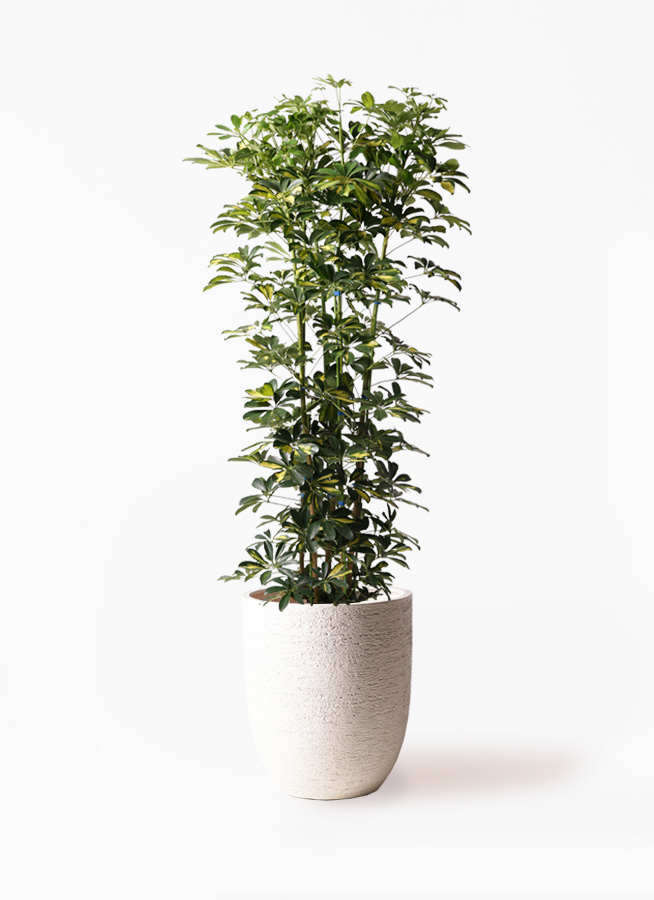 観葉植物 カポック（シェフレラ） 10号 斑入り 竹バスケット 付き