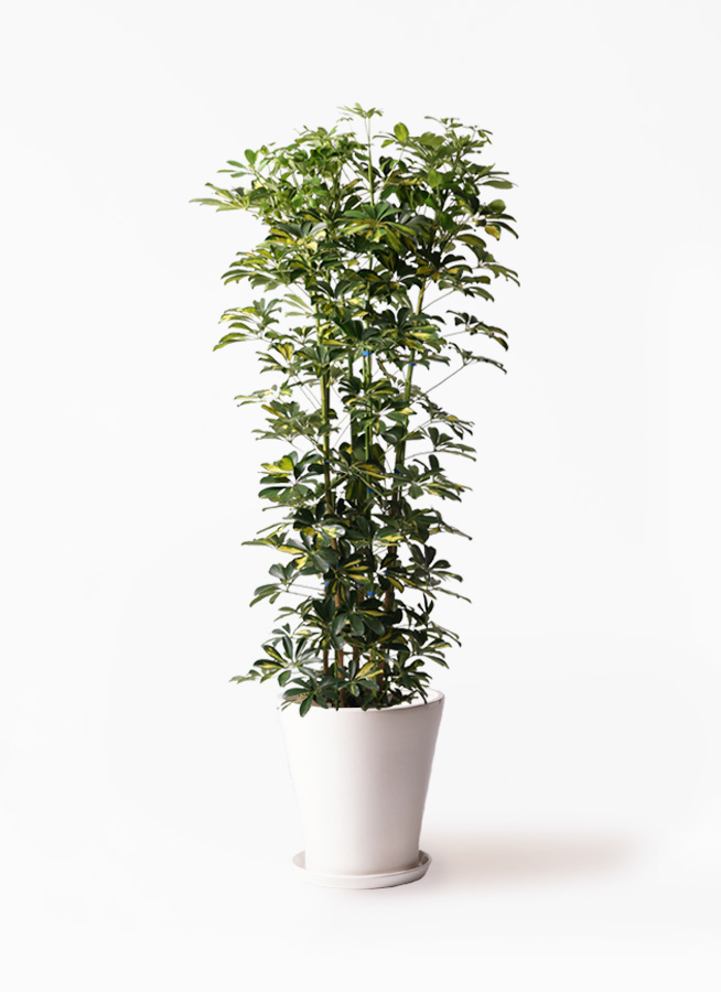 カラーサンドアート　コーヒーの木　観葉植物　シェフレラ　カポック カラーサンドアート コーヒーの木 観葉植物 シェフレラ カポック