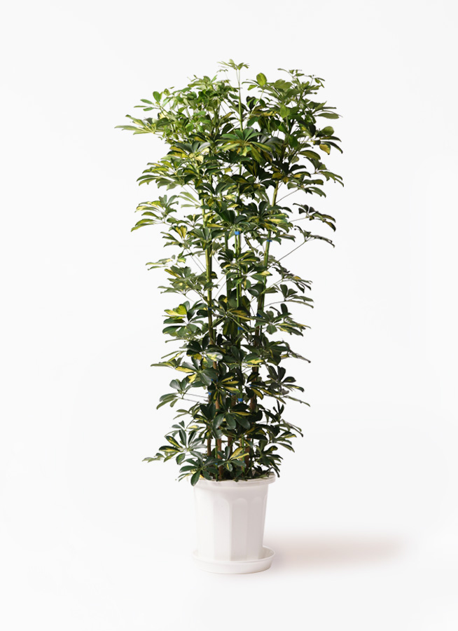 観葉植物 カポック（シェフレラ） 10号 斑入り ファイバークレイ