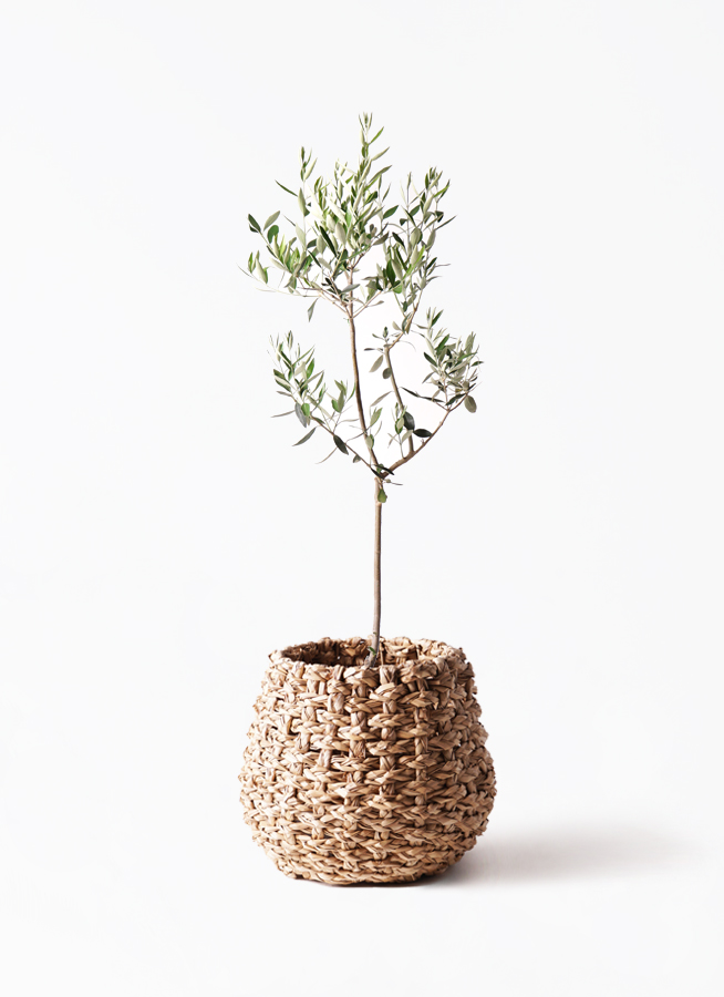 観葉植物 オリーブの木 8号 カラマタ フォレストトール ブラック 付き