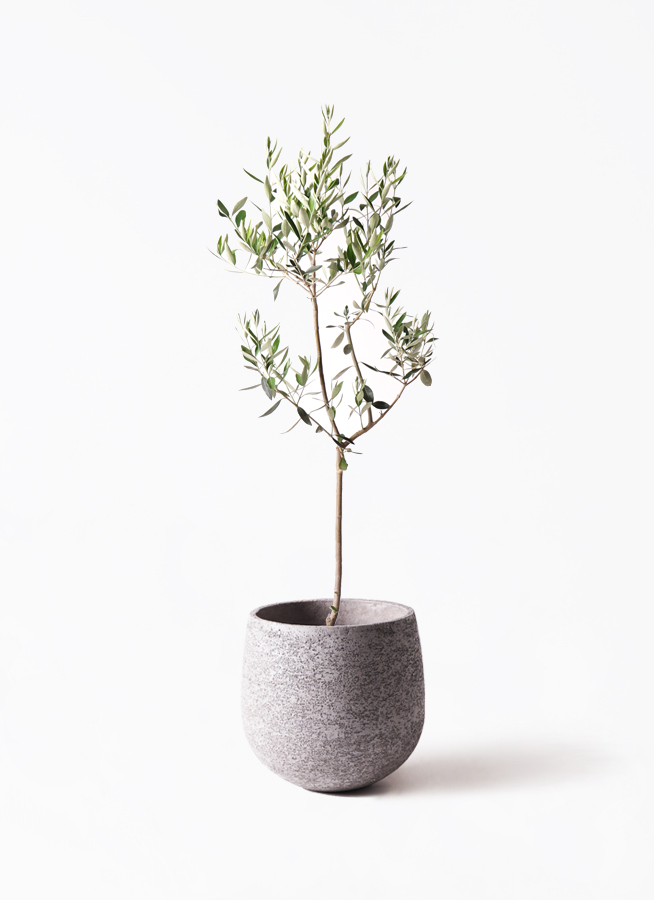 オリーブの木 カラマタ | 観葉植物通販HitoHana(ひとはな)