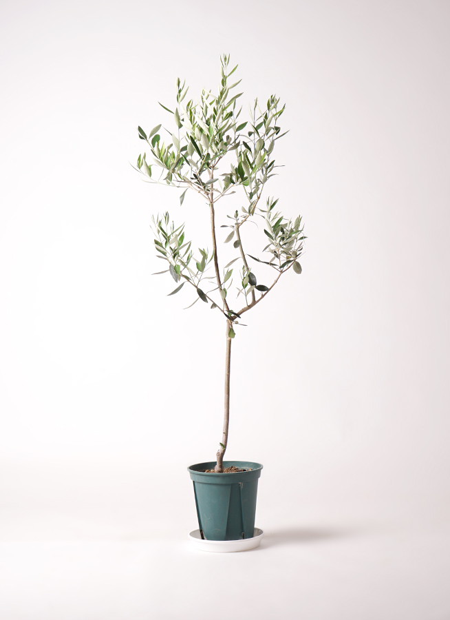 観葉植物 オリーブの木 8号 カラマタ フォレストトール ブラック 付き