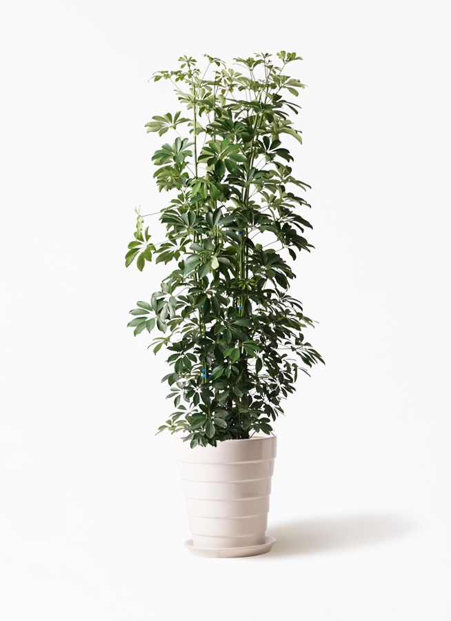 観葉植物 カポック（シェフレラ） 10号 ノーマル ジュピター 白