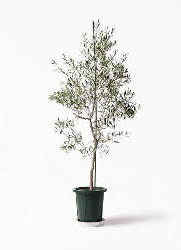 オリーブの木 バルネア 盆栽風 8号 約40cm 現品販売 観葉植物 オリーブ 10号 バルネア プラスチック鉢 / 小倉園 | 観葉植物