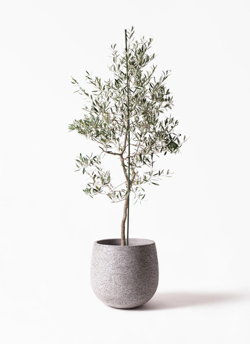 観葉植物 オリーブの木 10号 バルネア エコストーンGray 付き 観葉植物 オリーブの木 10号 バルネア エコストーンGray 付き