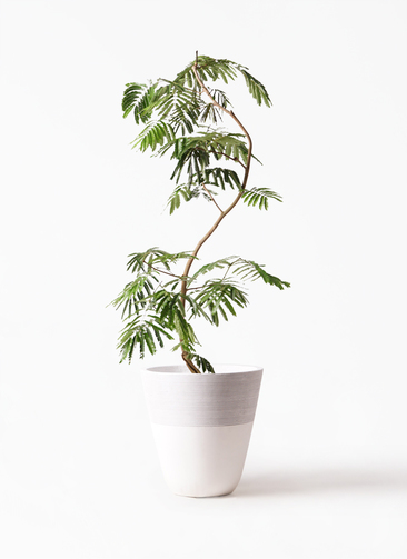 カエル様 斑入りエバーフレッシュ 観葉植物 エバーフレッシュ 10号 曲り ジュピター 白 | 観葉植物