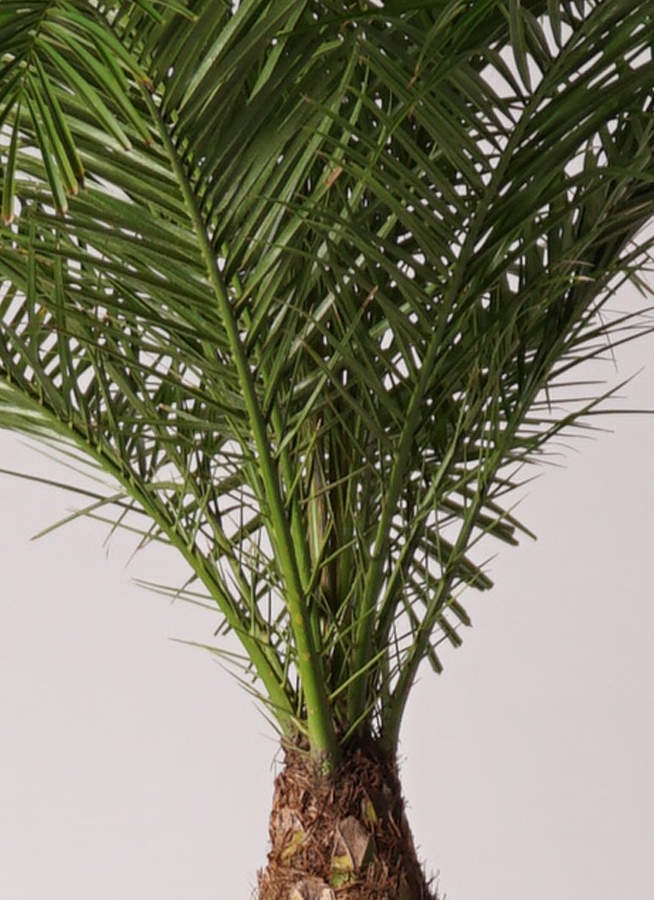 観葉植物 フェニックスロベレニー 10号 プラスチック鉢 | 観葉植物なら 