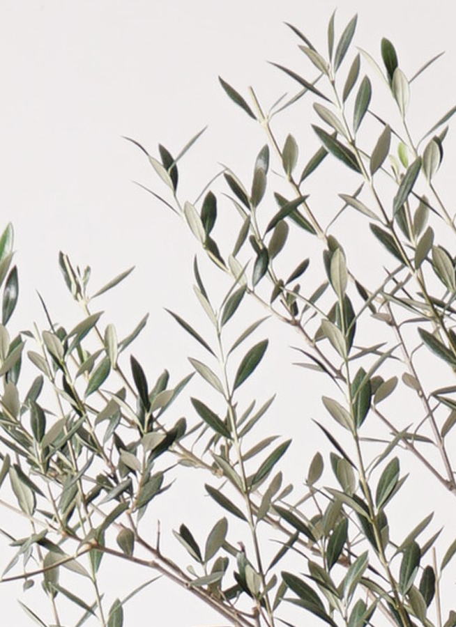 観葉植物 オリーブの木 8号 カヨンヌ エコストーンGray 付き