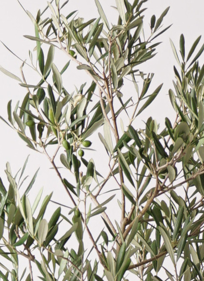観葉植物 オリーブの木 8号 デルモロッコ バスク キューブ 付き