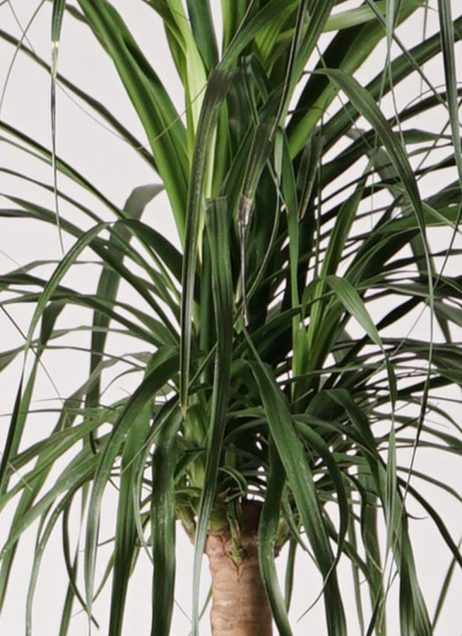 観葉植物 トックリラン ポニーテール 10号 ブリティッシュキューブ