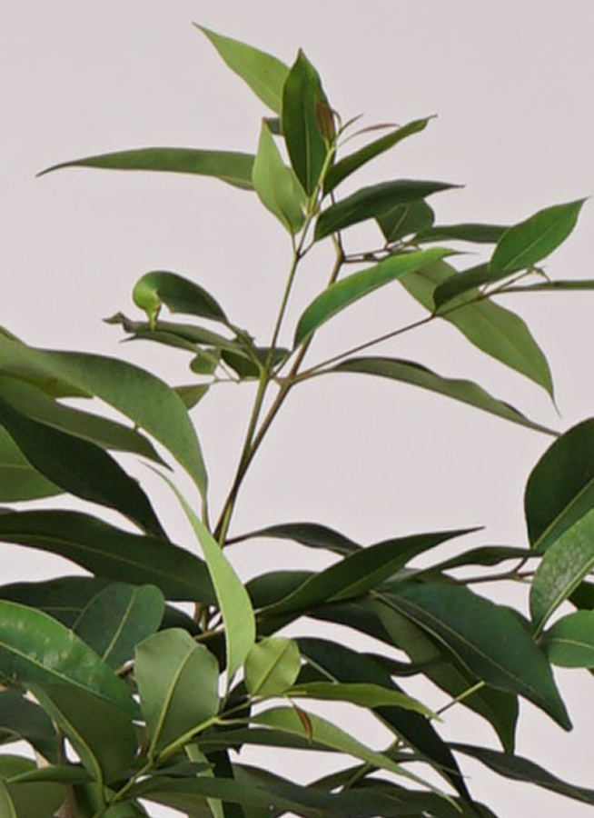 観葉植物 アマゾンオリーブ (ムラサキフトモモ) 10号 リブバスケット