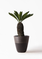 ソテツ 観葉植物 白鉢 約70cm 8号　現品　新芽がしっからりしてきました。 ソテツ 観葉植物 白鉢 約70cm 8号 現品 新芽がしっからりしてき