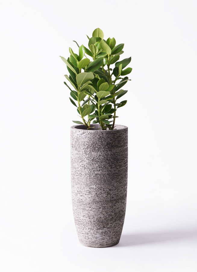観葉植物 クルシア ロゼア プリンセス 6号 プラスチック鉢 | 観葉植物