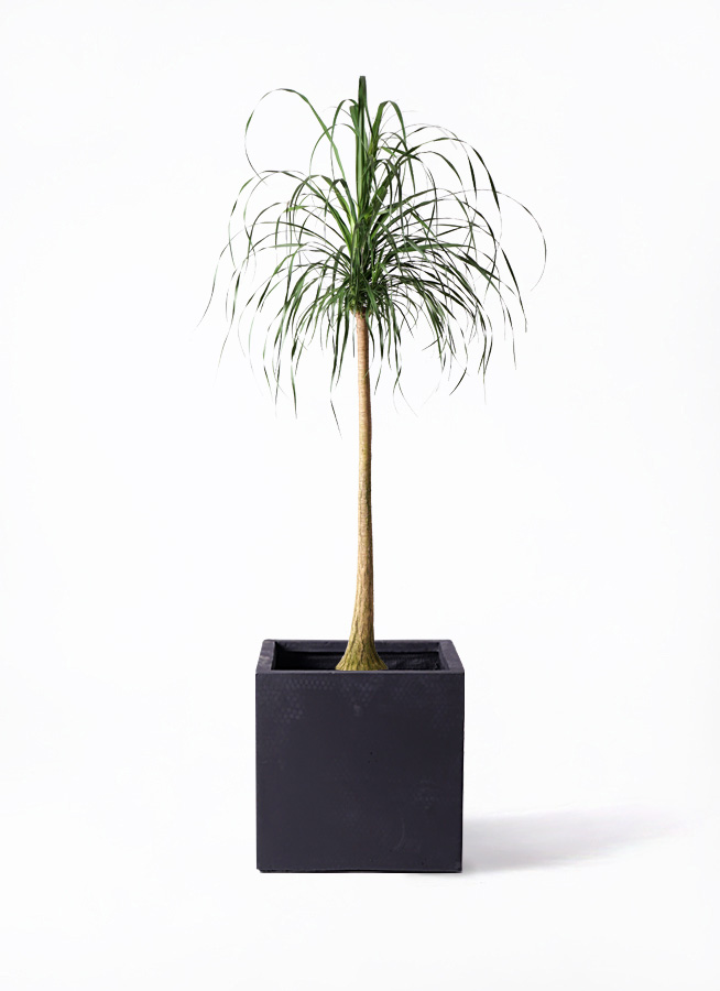 観葉植物 トックリラン ポニーテール 10号 ベータ キューブプランター