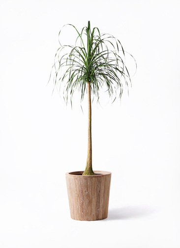 観葉植物 トックリラン ポニーテール 10号 ウッドプランター 付き