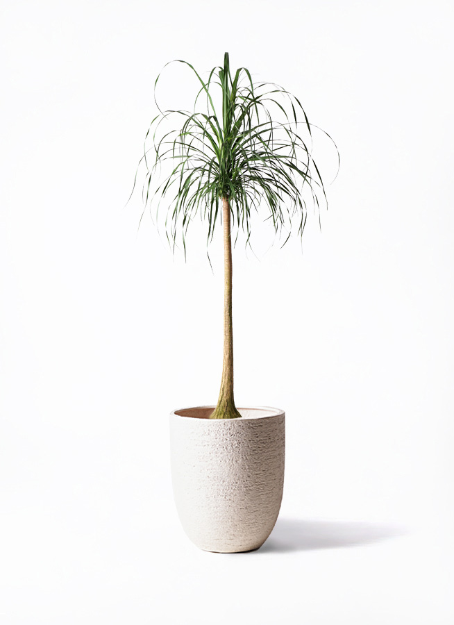 その他観葉植物 kona 観葉植物 ドラセナ パープルコンパクタ 8号 セドナロング 墨