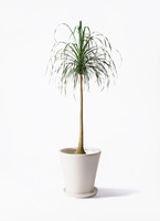 観葉植物 トックリラン ポニーテール 10号 ウッドプランター 付き