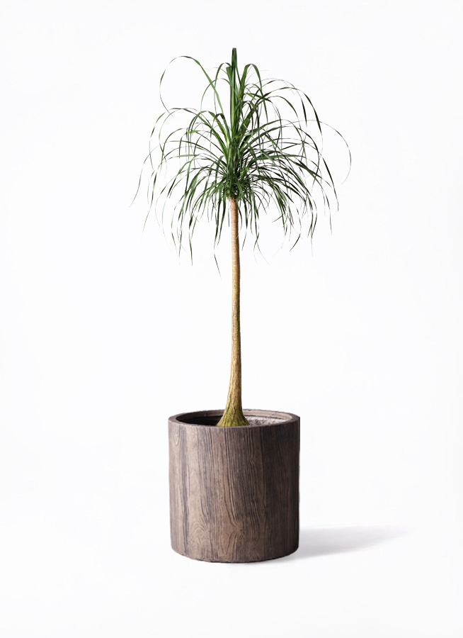 人気新品 1.jpg?1532359619 その他観葉植物