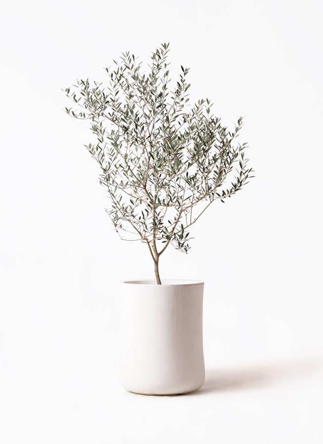 オリーブの木 カヨンヌ | 観葉植物通販HitoHana(ひとはな)