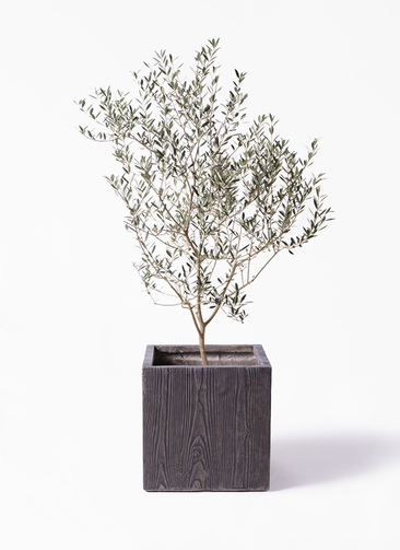 1 希少　オリーブの木　カヨンヌ 観葉植物 オリーブの木 8号 カヨンヌ ベータ キューブプランター