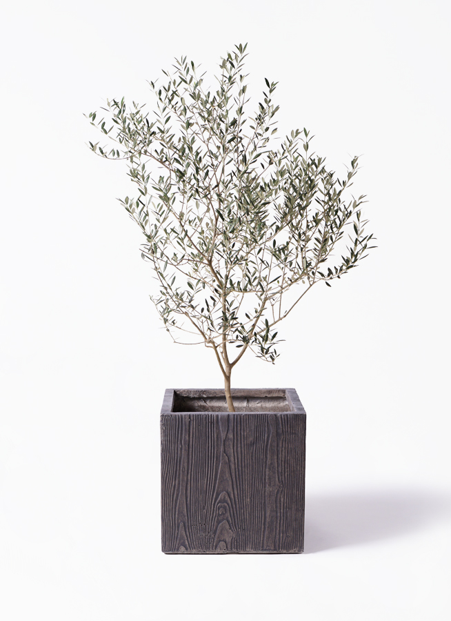 希少　オリーブの木　カヨンヌ 珍しい品種 オリーブの木 カヨンヌ その他インテリア雑貨 PLANTS
