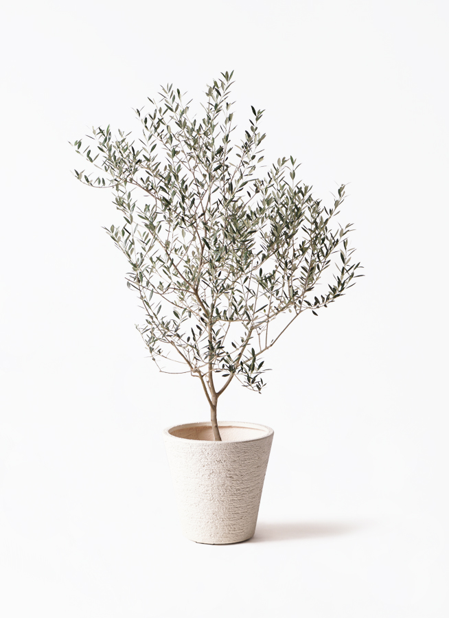 1 希少　オリーブの木　カヨンヌ 観葉植物 オリーブの木 8号 カヨンヌ エコストーンwhite 付き / 小倉園